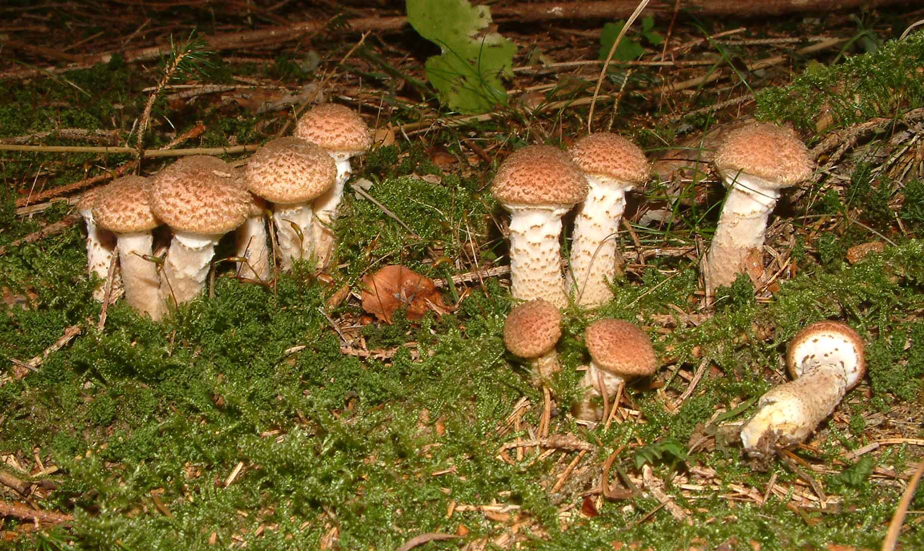 Cosa ha da fare un marinaio in montagna se non....